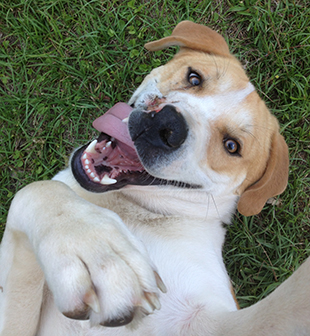 PHOTO SUBMITTED / Belt Line Buddy smiles for the camera in a recent photo provided by Missy Thames, who helped rescue Buddy and went on to adopt him earlier this year.