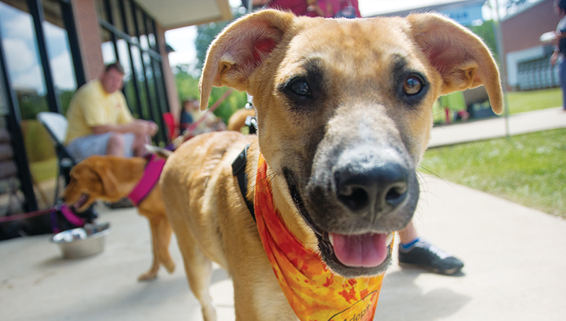 DAILY LEADER / KATIE WILLIAMSON / Achillies is a friendly five-month-old male mixed dog who is an animal abuse survivor. He was one of the many dogs and cats available for adoption at the event Sunday.