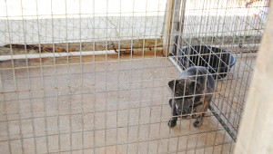 Photo by Aaron Paden A dog looks out from a kennel at the shelter Wednesday. A new organization, Friends of the Brookhaven City Shelter, will soon begin work on improving the facility. 