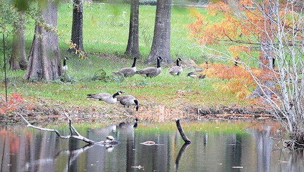 Photo by Luke Horton/ A gaggle of geese was found at this small pond on Virginia Avenue in Brookhaven this week. Most Canadian geese in Mississippi are residents and remain in the state year-round, according to the Department of Wildlife Fisheries & Parks. “Unlike most wildlife, Canada geese actually prefer highly manicured lawns in urban or suburban areas.  Healthy, green grass adjacent to a body of water in a predator-free area are the main ingredients to producing both a thriving goose population,” MDWFP said. Canada geese can be hunted through Jan. 31. Late-season Canada geese have a three-bird daily bag limit.