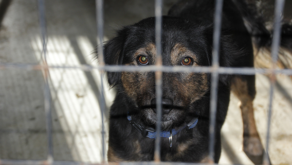 Photos by Alex Jacks / These two dogs are just some of many available for adoption from Brookhaven Animal Rescue League.