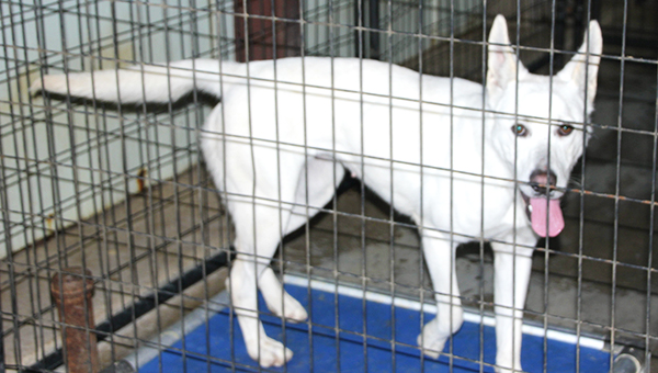 Photo by Alex Jacks / WIth the new grant BARL will be able to further help animals that come through their doors. In 2015, approximately 1,000 animals were processed through the no-kill animal shelter.