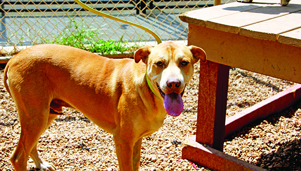 Photo by Alex Jacks / Krumpus is one of the many adoptable dogs BARL has that will be available for adoption at Barkfest Saturday.