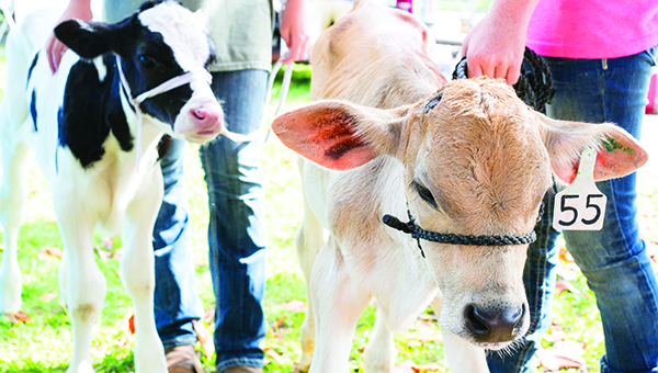 File photo / The Brookhaven Farmers Market is scheduled to return downtown on June 3. The annual Dairy Day will be held June 10.