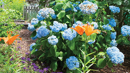 Photos by Julia Miller/The Naegers credit their beautiful garden at their home on Morningside Drive to embracing nature and following God’s glory.