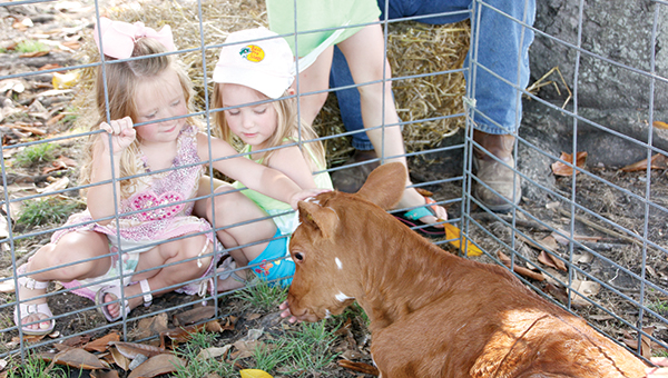 Photos by Alex Jacks/Ard’s Dairy Farm brought a pair of wdairy calves to the Brookhaven Farmers’ Market in Railroad Park Friday in celebration of Dairy Day.