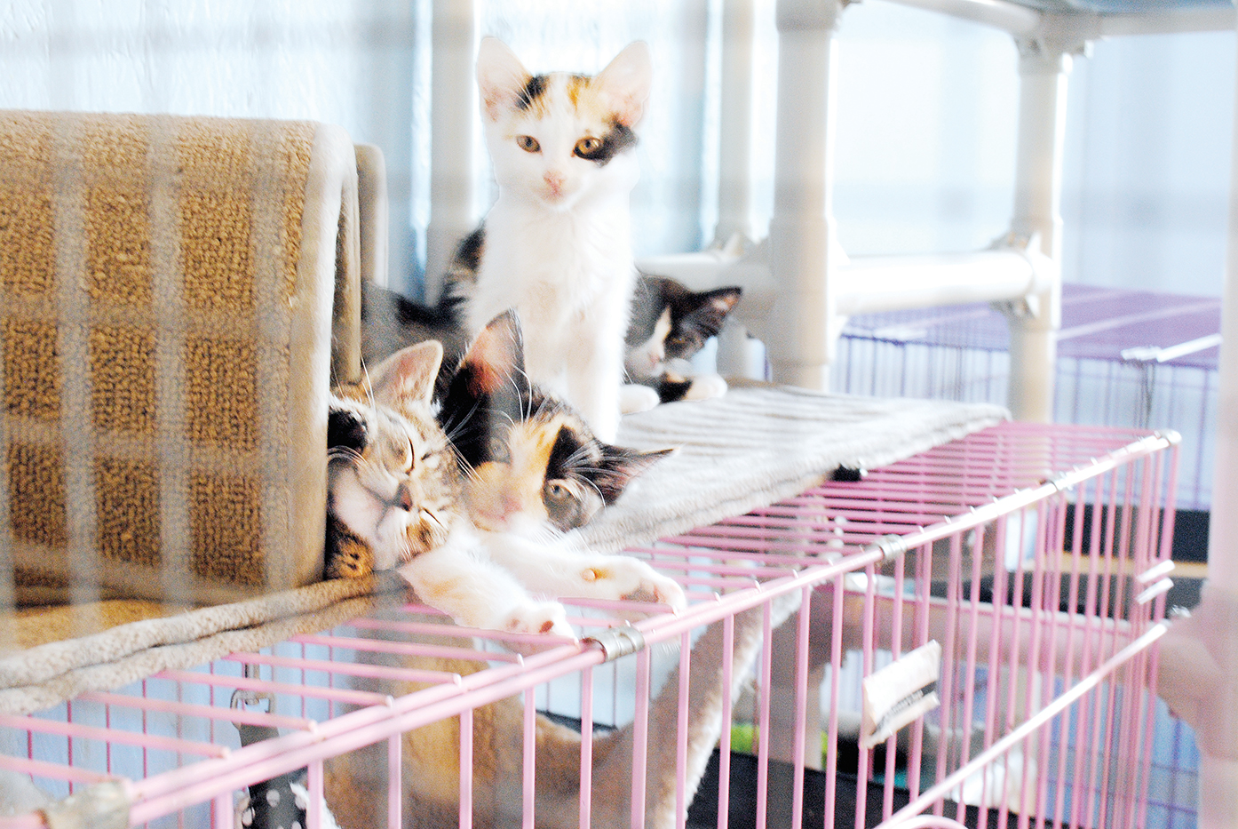 Photos by Aaron Paden/The Brookhaven Animal Rescue League will offer a discounted adoption fee on cats for June, in an effort to find each one a forever home.
