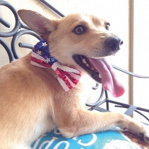 Photo submitted/Charlie is one of Brookhaven Animal Rescue League’s dogs available for adoption this holiday weekend.