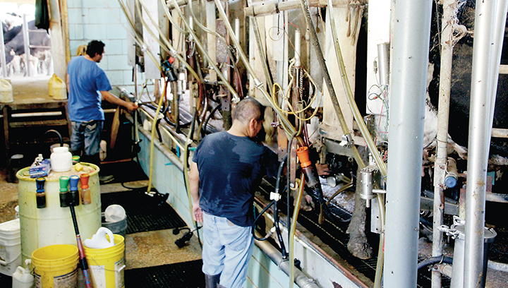 Photo by Alex Jacks/Ard’s Dairy Farm workers milk more than 200 cows twice a day. Third-generation dairy farmer Pat Ard believes agriculture is important to Lincoln County and Mississippi because farmers feed the world.