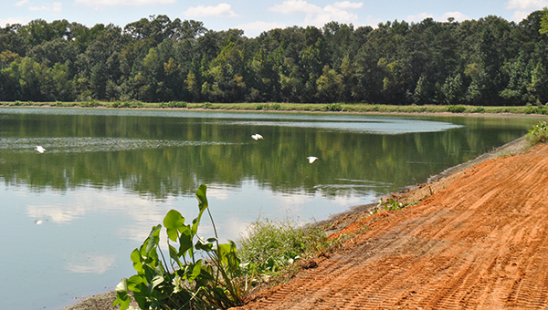 Photo by Aaron Paden/The lagoon across from Hwy. 84 is home to a variety of wildlife. Repairs on the levee were completed Tuesday, according to Regional Manager Ralph Augimeri with Mitchell Technical Services.