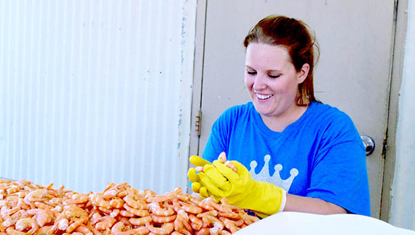 Photo by Julia Miller/Natalie Ybarra, Junior Auxiliary second vice president of finance, sorts through shrimp Wednesday to ensure only the best make it on the plates at the 29th annual Peel ‘Em and Eat ‘Em Shrimp Dinner, which is today from 3 to 7 p.m. at Brookhaven Recreation Department. A limited number tickets will be available on a first come, first served basis. The dinner is the only fundraiser JA holds to support their various service projects, ranging from scholarships and clothes closets at local schools to Wish Tree and Smile Games.