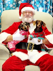 Photo submitted/Miley (left) and Dixie, owned by Lindsy Massey, are sporting holiday sweaters to help keep them warm when temperatures drop below freezing later this week.