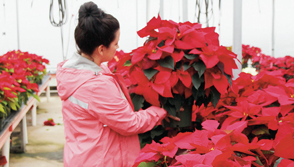 Photo by Alex Jacks/Bud’s & Blooms’ employee Cherish Montgomery picks out a poinsettia for a customer. The nursery, located at 3066 Hwy. 550, offers locals a mix of poinsettias in various color, size and price options this holiday season. Poinsettias are one of the longest-lasting blooming plants available, according to Lincoln County Extension Agent Rebecca Bates. The plant should be kept away from hot or cold drafts and protected from cold winds, she said. Poinsettias grow best when kept at a temperature range of 60 to 72 degrees.