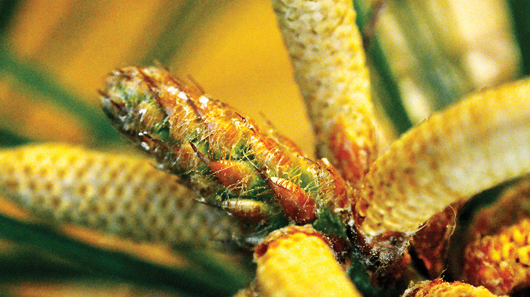 Pine pollen leaves gold dust all over Daily Leader Daily Leader