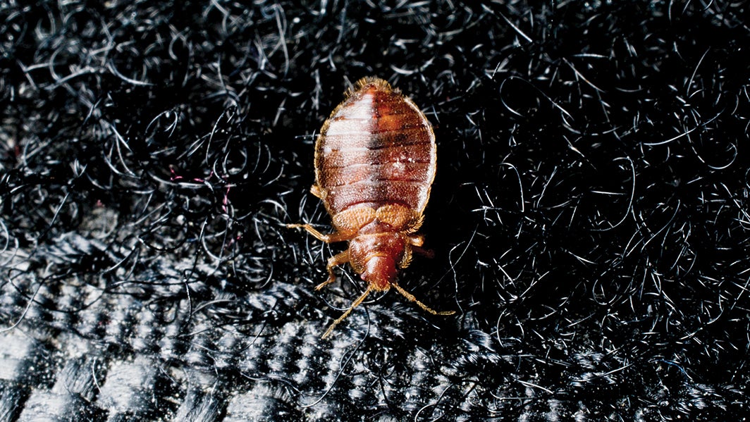 Bed bugs: A prevalent problem no one wants to talk about – Daily Leader