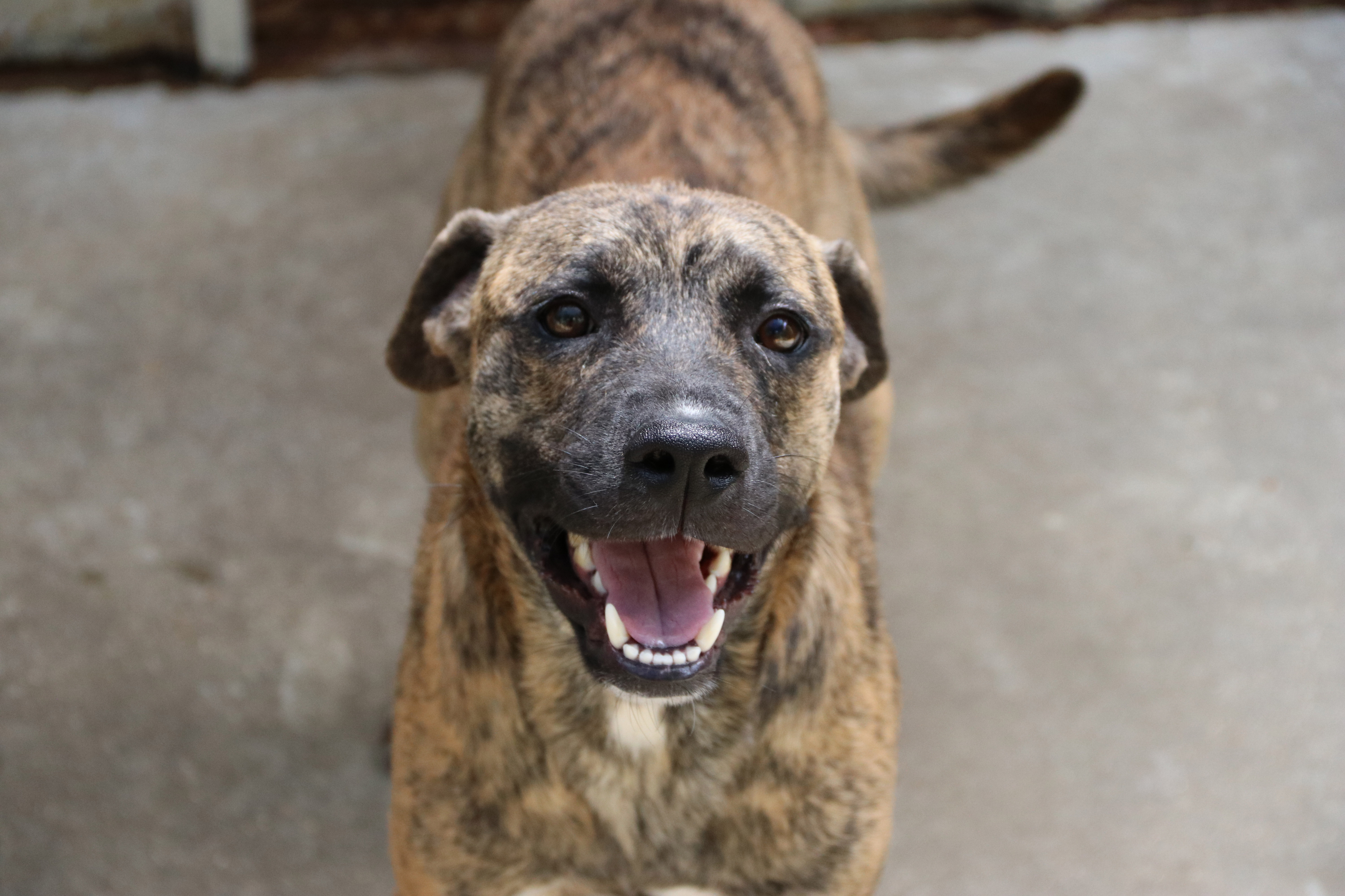 Brookhaven Animal Rescue League gets Save Them All grant Daily Leader