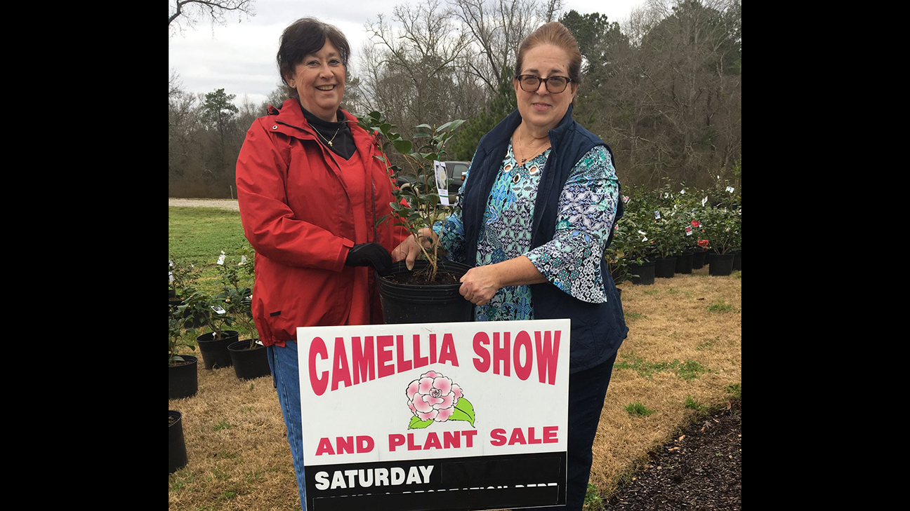 Brookhaven Camellia Society hosts 69th show Daily Leader Daily Leader