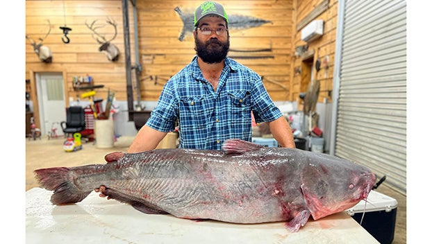 Trophy cat: Brookhaven man hauls in humpback blue catfish using 'family  secret' bait recipe - Daily Leader