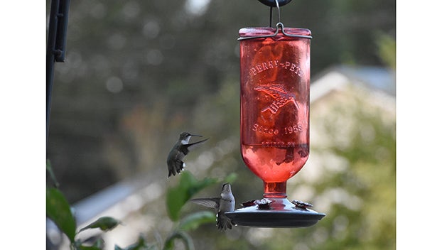 Keep your bird feeder for migrating humming birds - Daily Leader - Dailyleader