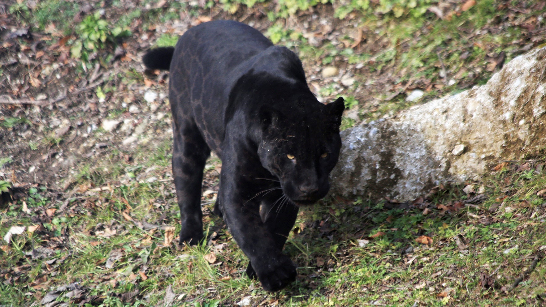 Man reports black panther sighting in Bogue Chitto - Daily Leader | Daily  Leader