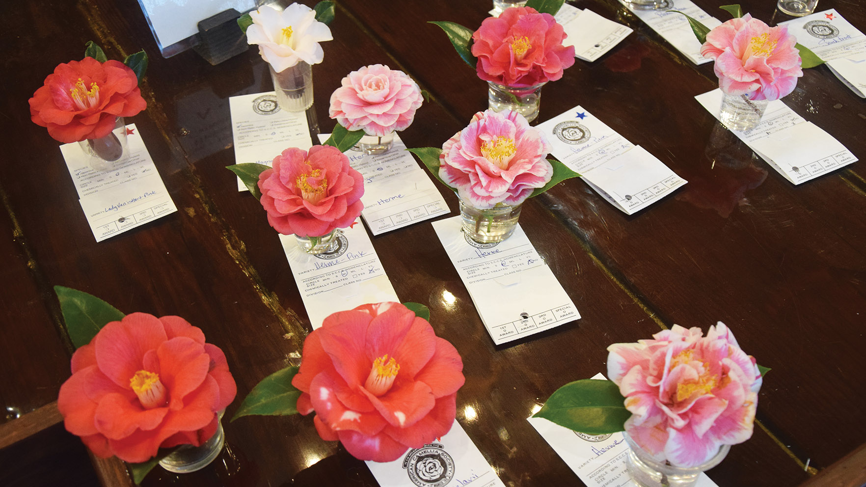 Camellia Society hosts 70th show Saturday, open to public Daily