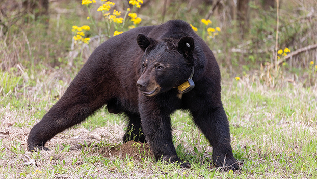 Kara ayı sayısı hızla artıyor, hindi hasadı 10.000’i aştı – Günlük Lider