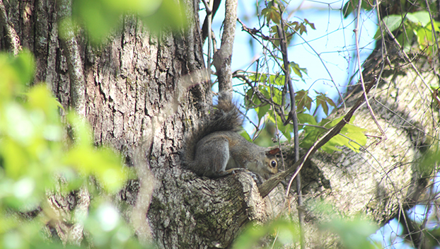 Spring squirrel season opens Wednesday - Daily Leader | Daily Leader